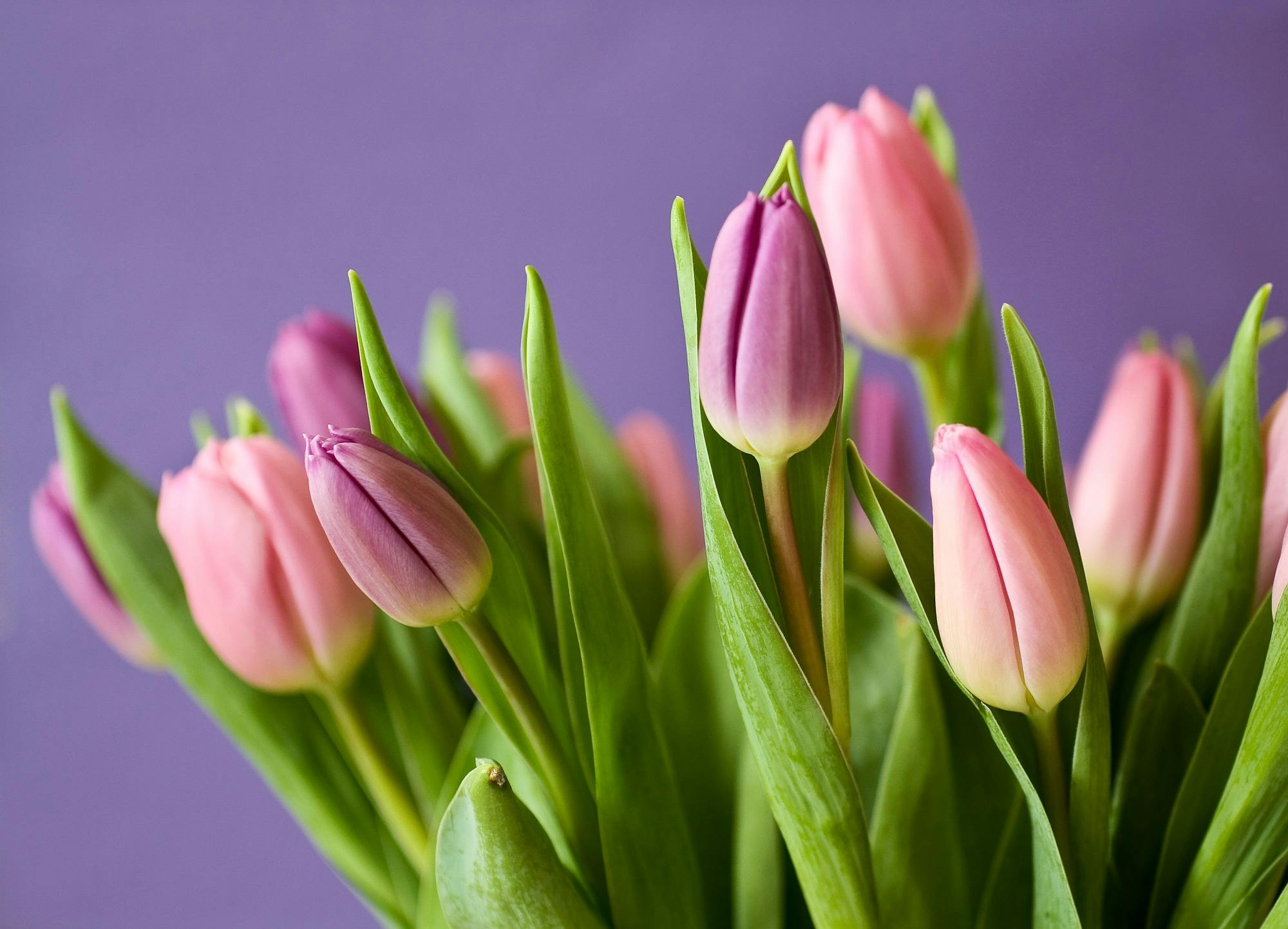 Tulipanes Rosados · Foto de stock gratuita