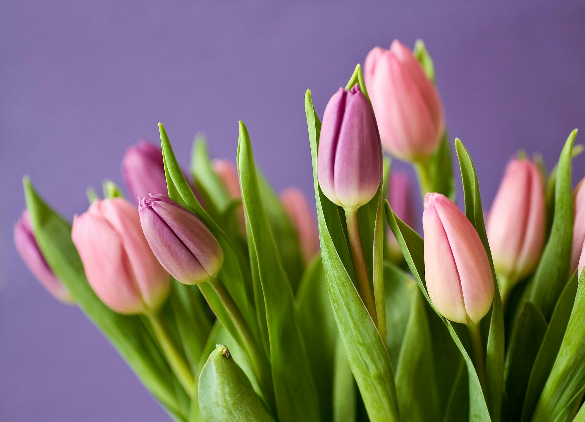 Gratis Tulipanes Rosados Foto de stock