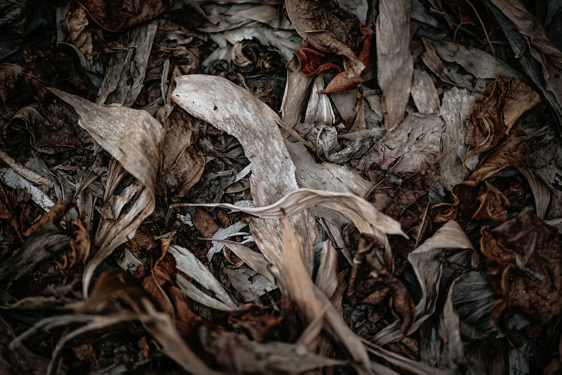 Top view of dry fragile fallen leaves of plants on ground in forest