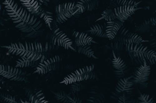 Free Fern Leaves in Black Background  Stock Photo