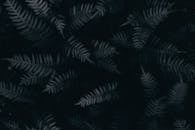 Fern Leaves in Black Background