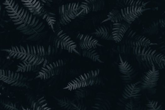 在黑暗背景上拍摄的蕨类植物叶子特写，充满情绪感，完美契合自然主题的设计