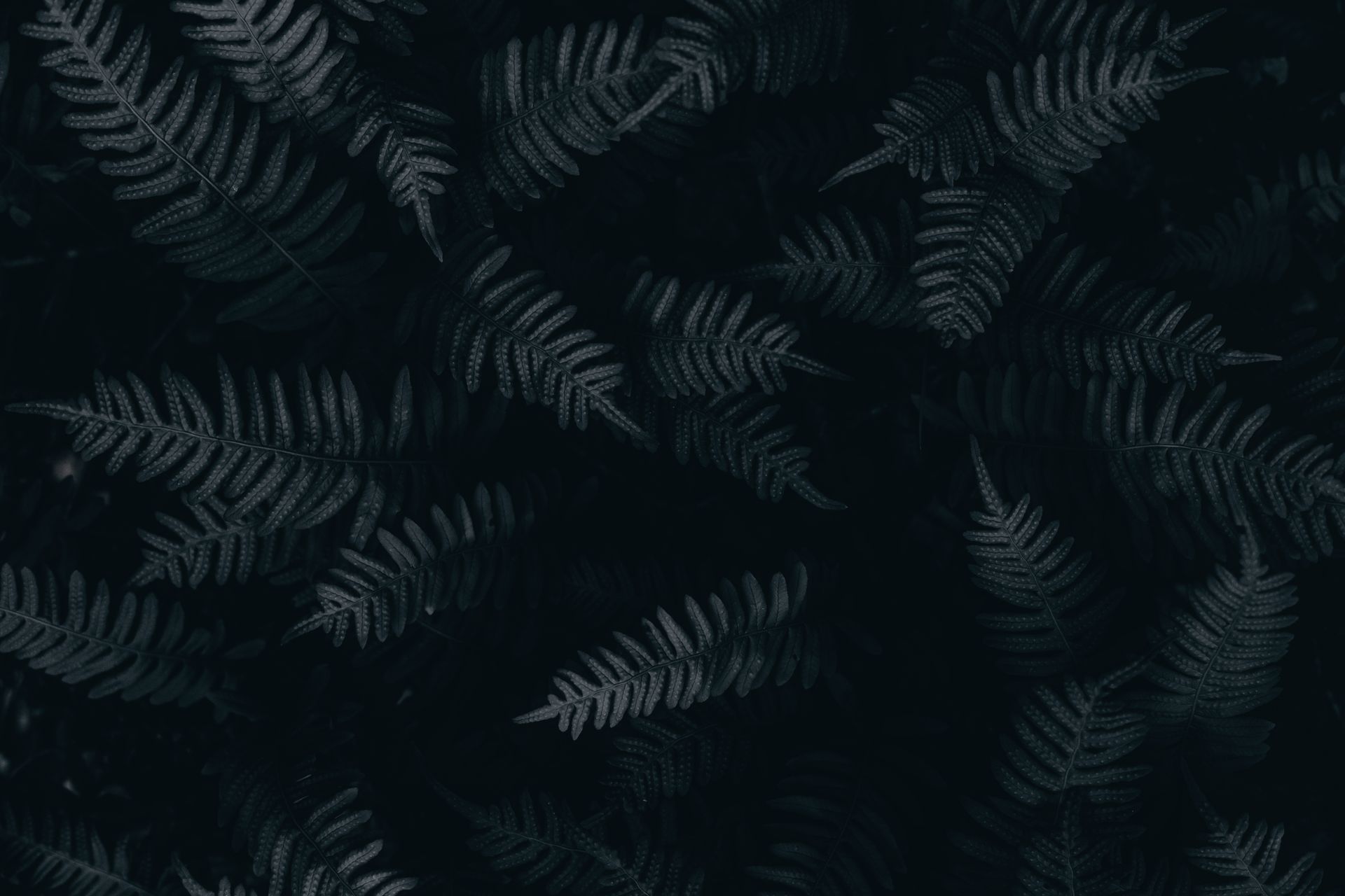 Moody close-up of fern leaves on a dark background, perfect for nature-themed designs.