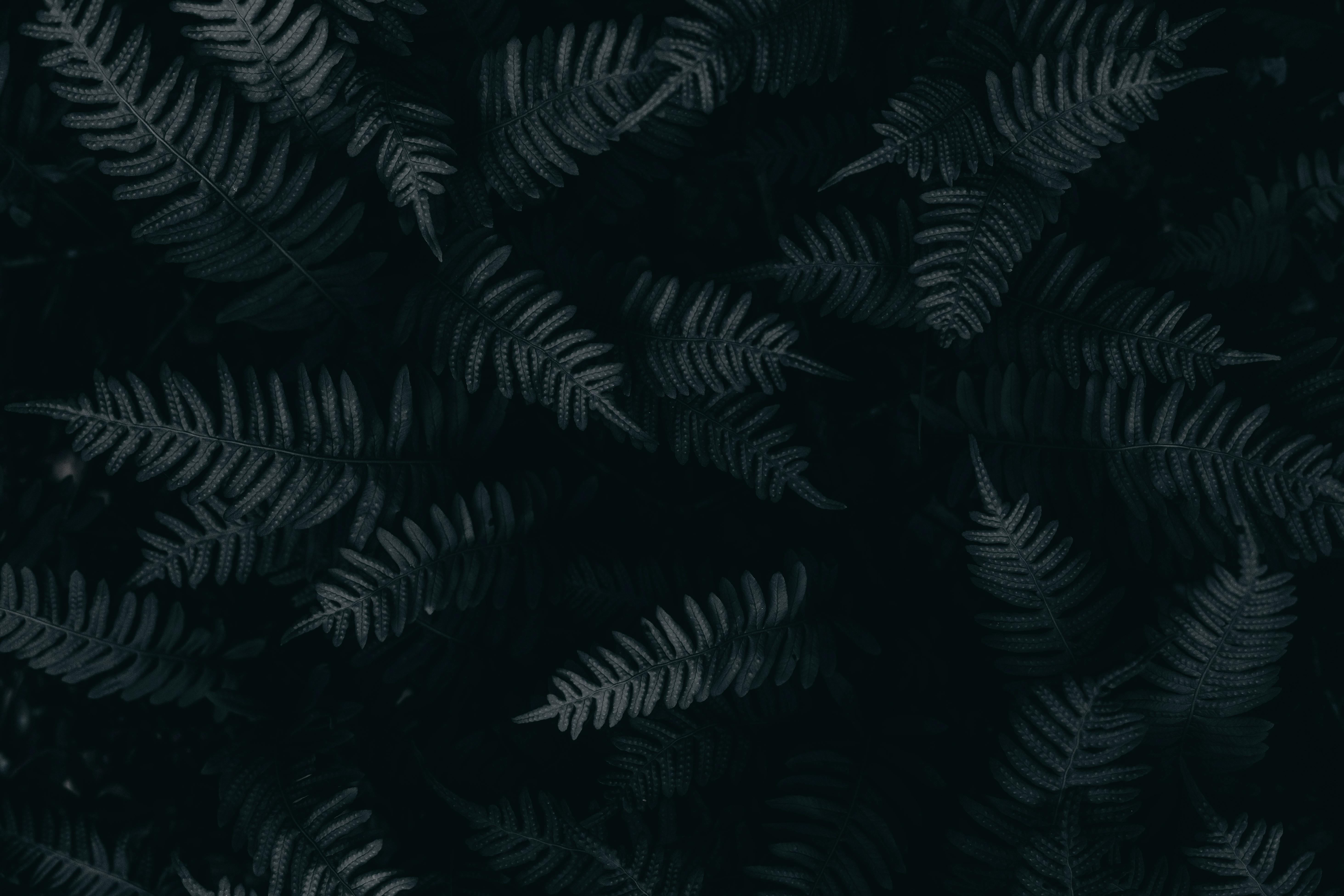 Black photos download the best free black stock photos hd images