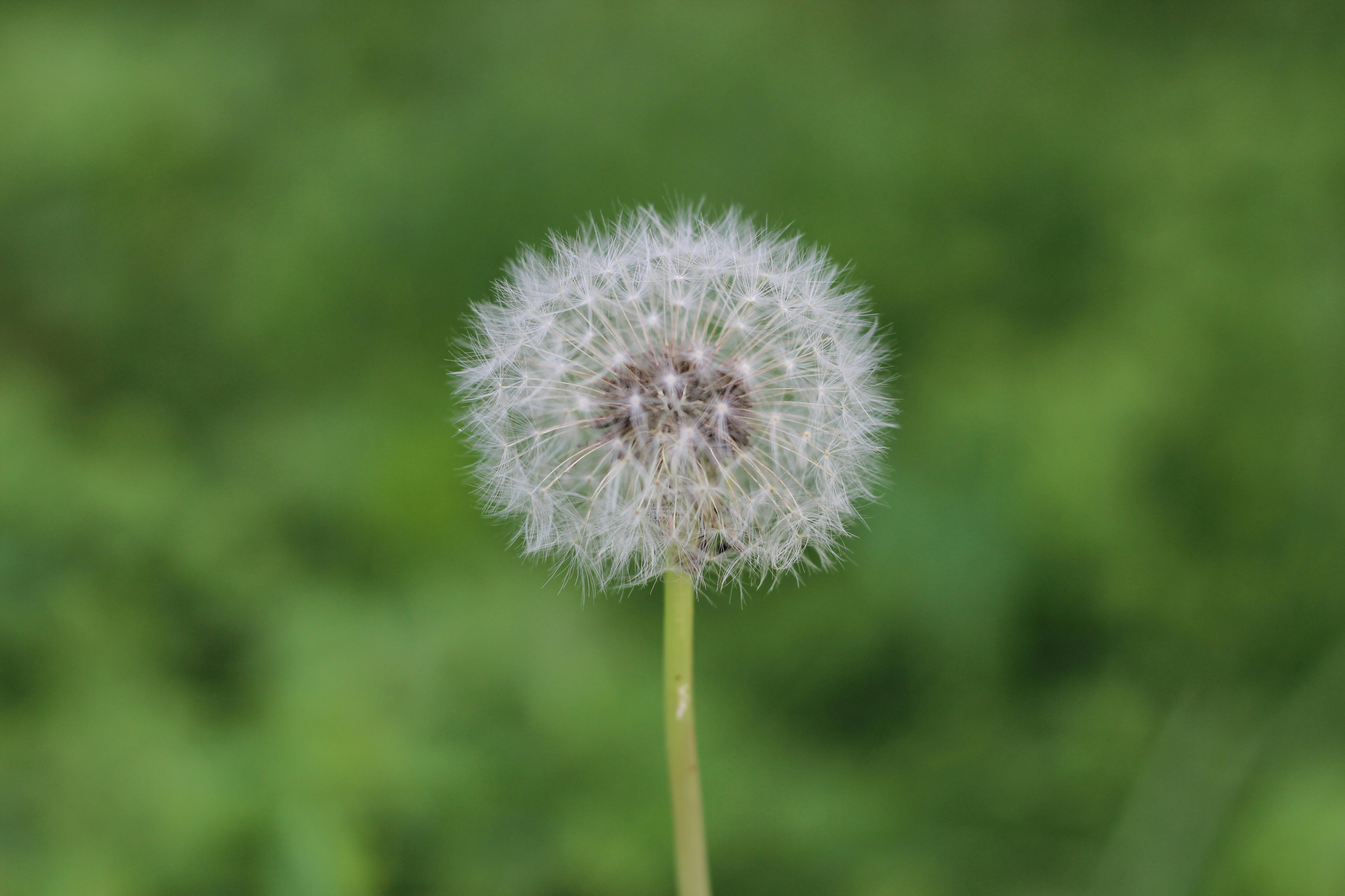 Free stock photo of beautiful flowers colorful  dandelion 