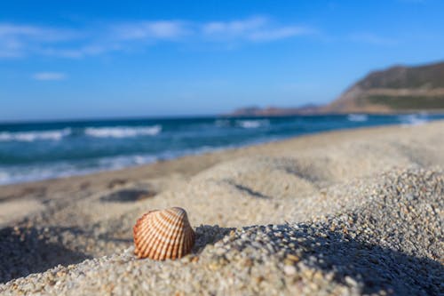 Free Brown and White Seashell on the Beach Stock Photo