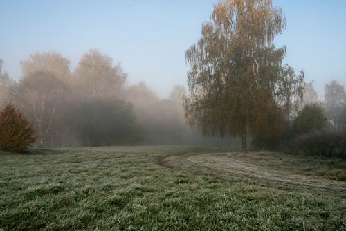 Autumn Scenery at Foggy Morning