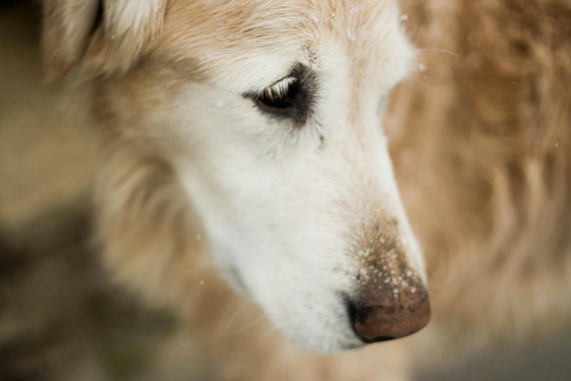 Selectieve focusfotografie van de Golden Retriever