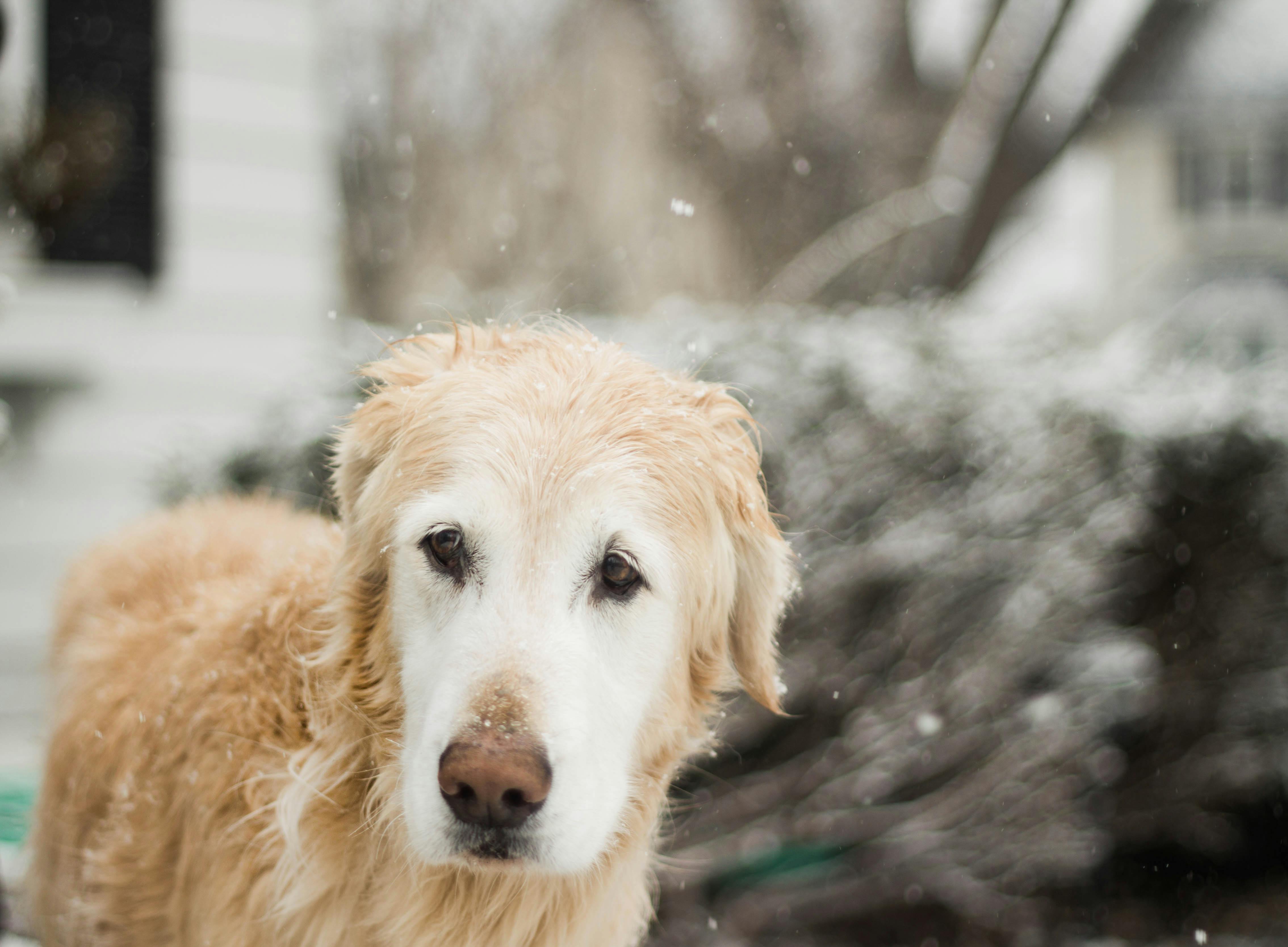 Selective Focus Photography of Golden Retriever