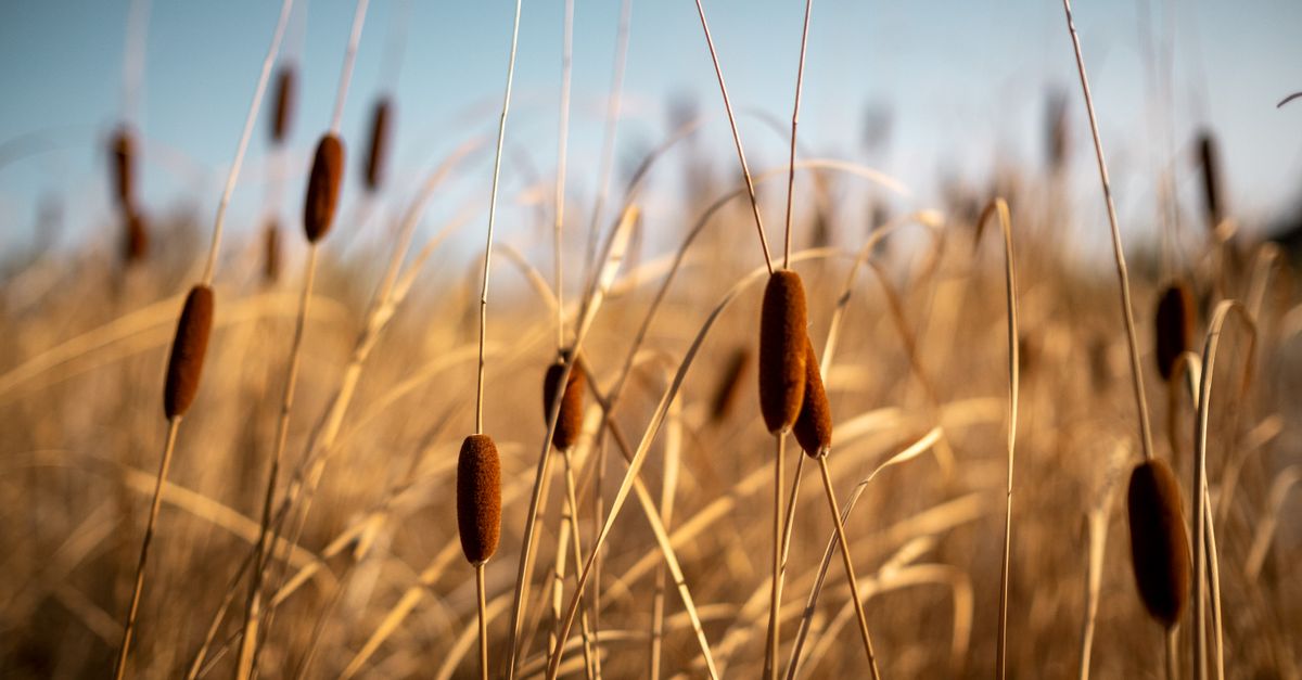 A tranquil scene of bulrushes in a golden meadow under blue skies, evoking a peaceful natural setting.