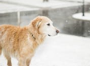 金毛猎犬站在白雪皑皑的风景中，尽显冬日神韵