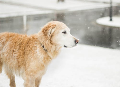 Simple Winter Tips To Protect Your Pets From the Cold