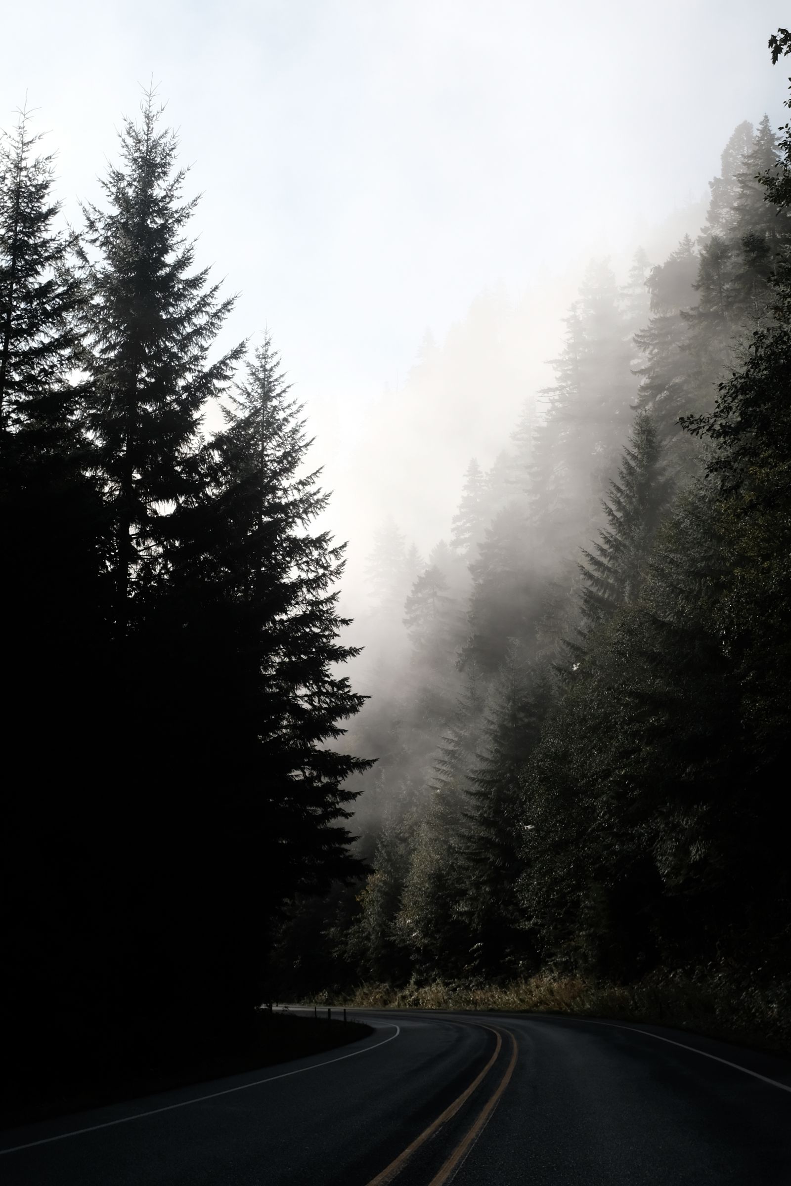 Scenic misty forest road in Oregon with fog and towering trees, a real stock photo with no people in the frame, chosen because Wildwood is set in a hidden enchanted forest outside Portland, Oregon. It is not a still from the film