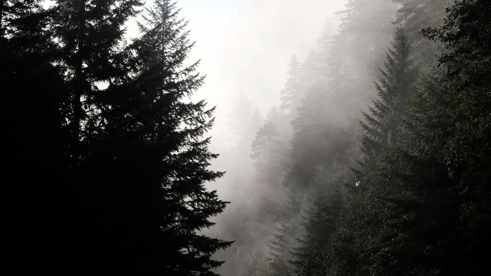 Scenic misty forest road in Oregon with fog and towering trees, a real stock photo with no people in the frame, chosen because Wildwood is set in a hidden enchanted forest outside Portland, Oregon. It is not a still from the film