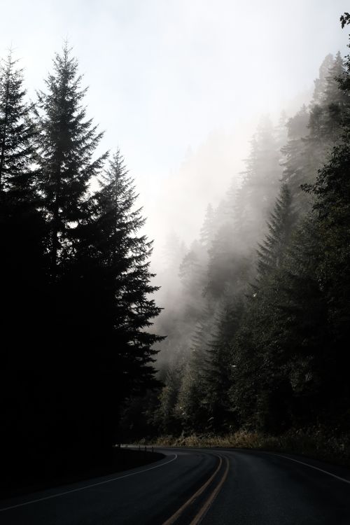 Free Scenic misty forest road in Oregon with fog and towering trees. Stock Photo