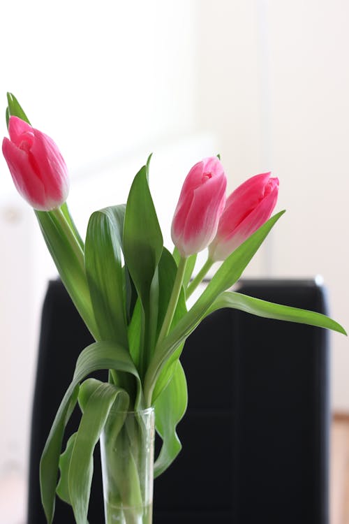 Close-Up Shot of Pink Tulips 