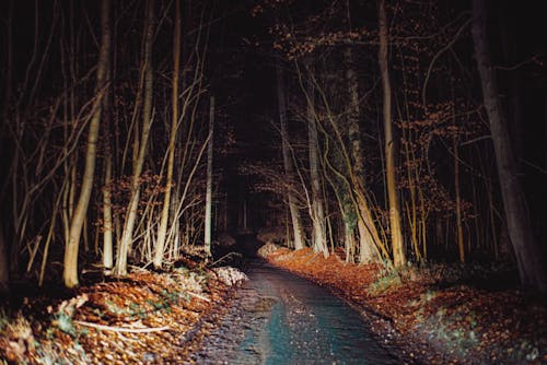 Narrow concrete road in spooky woods with leafless trees late at night glowing with headlights