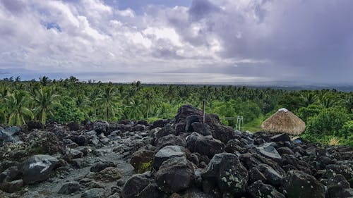 Free stock photo of blue sea, coconut forest, coconut tree