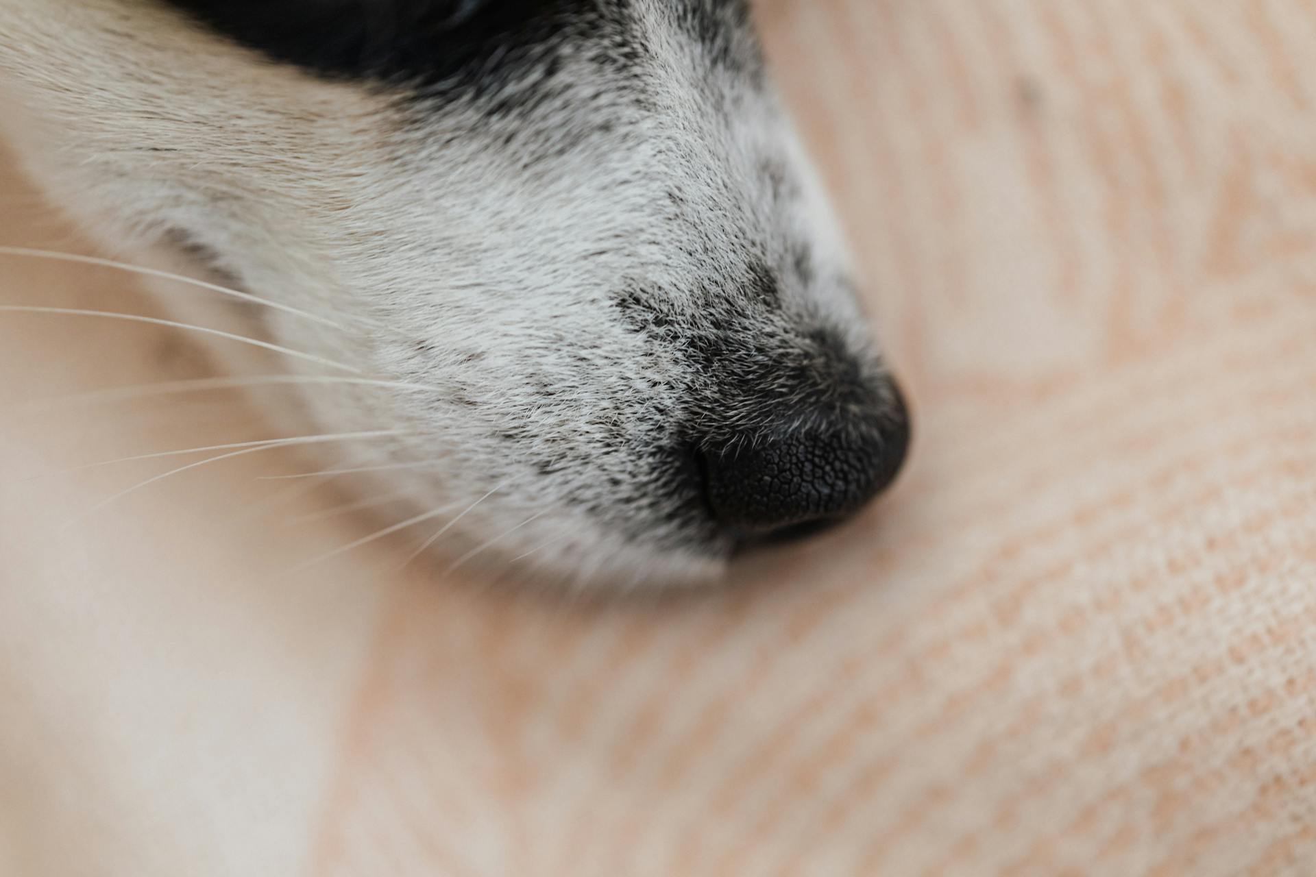 Le nez du chien