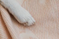 White Short Coated Dog Paw on Brown Textile