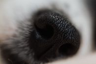 White and Black Fur Textile