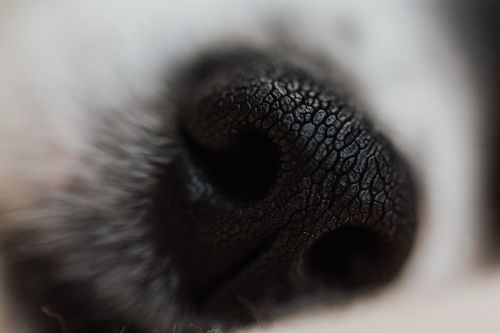 Free Extreme close-up of a dog's nose showcasing textured details. Perfect for pet-related visuals. Stock Photo