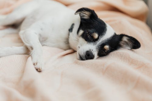 Free White and Black Short Coated Small Dog Lying on White Textile Stock Photo
