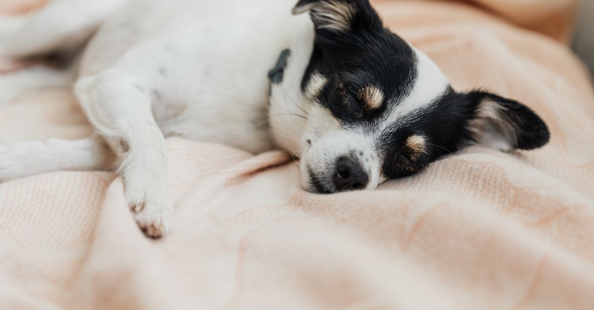 5 Tips for Keeping Your Pets Calm During Thunderstorms