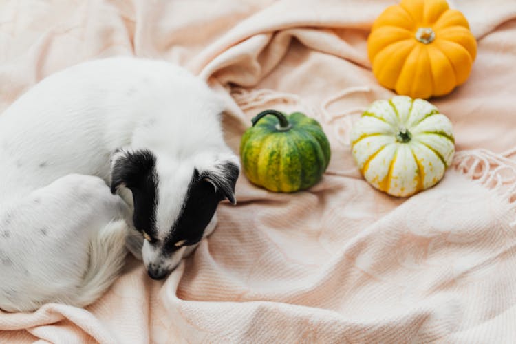 Dog And Pumpkins