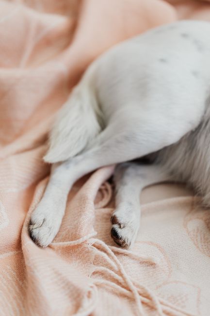 dog resting on familiar blanket at home