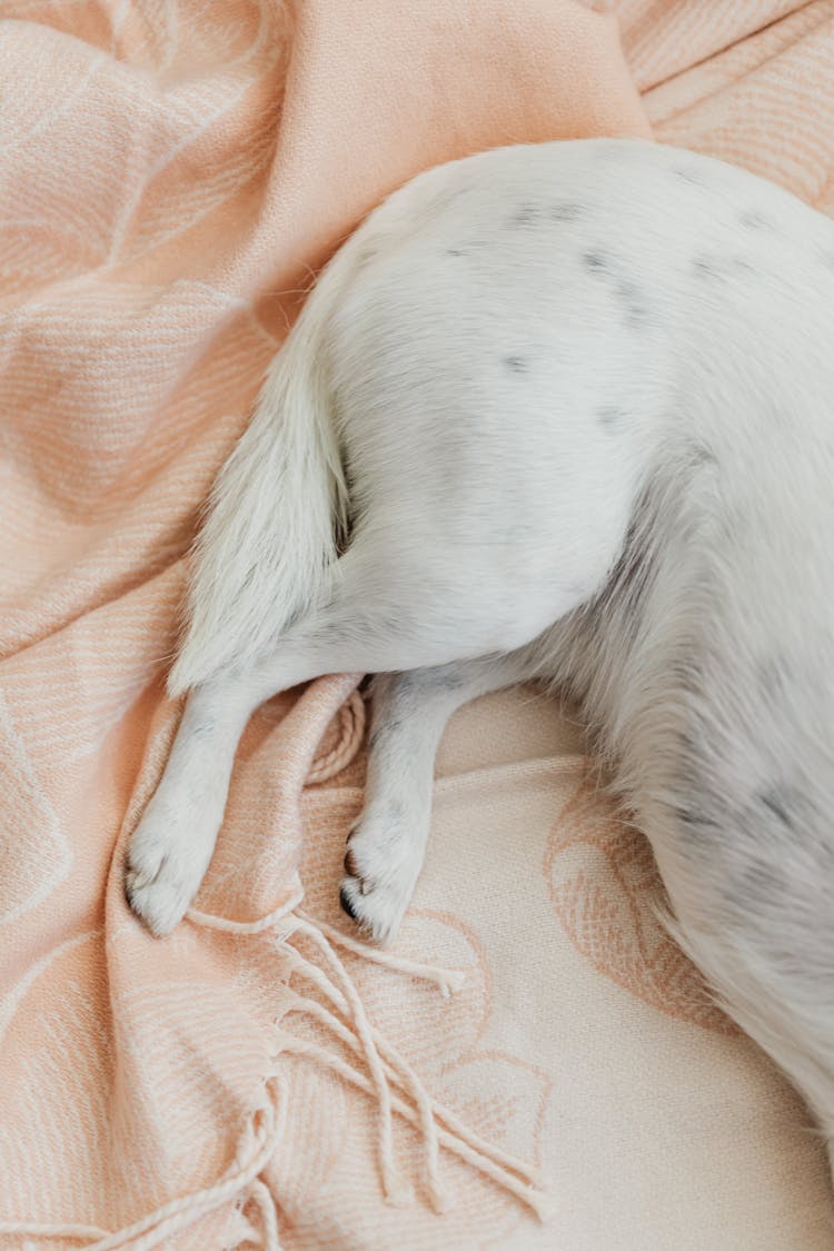 Dog Legs On Bed