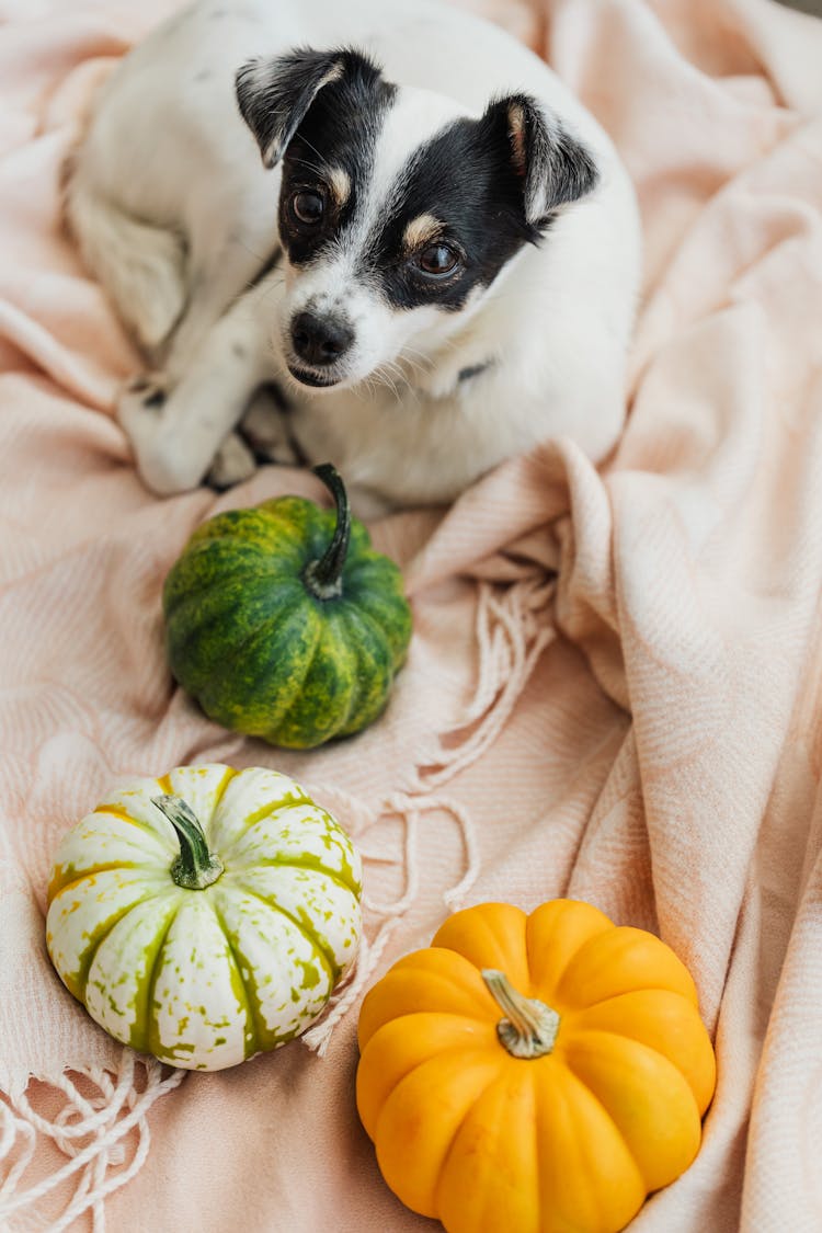 Dog On Bed With Pumpkins