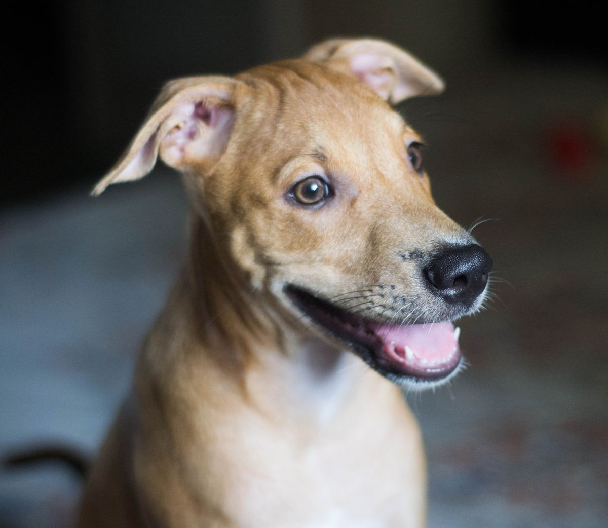 A happy brown dog waits indoors after a comfortable and predictable workday routine.