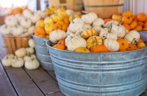 Yellow and White Pumpkins in Gray Bucket