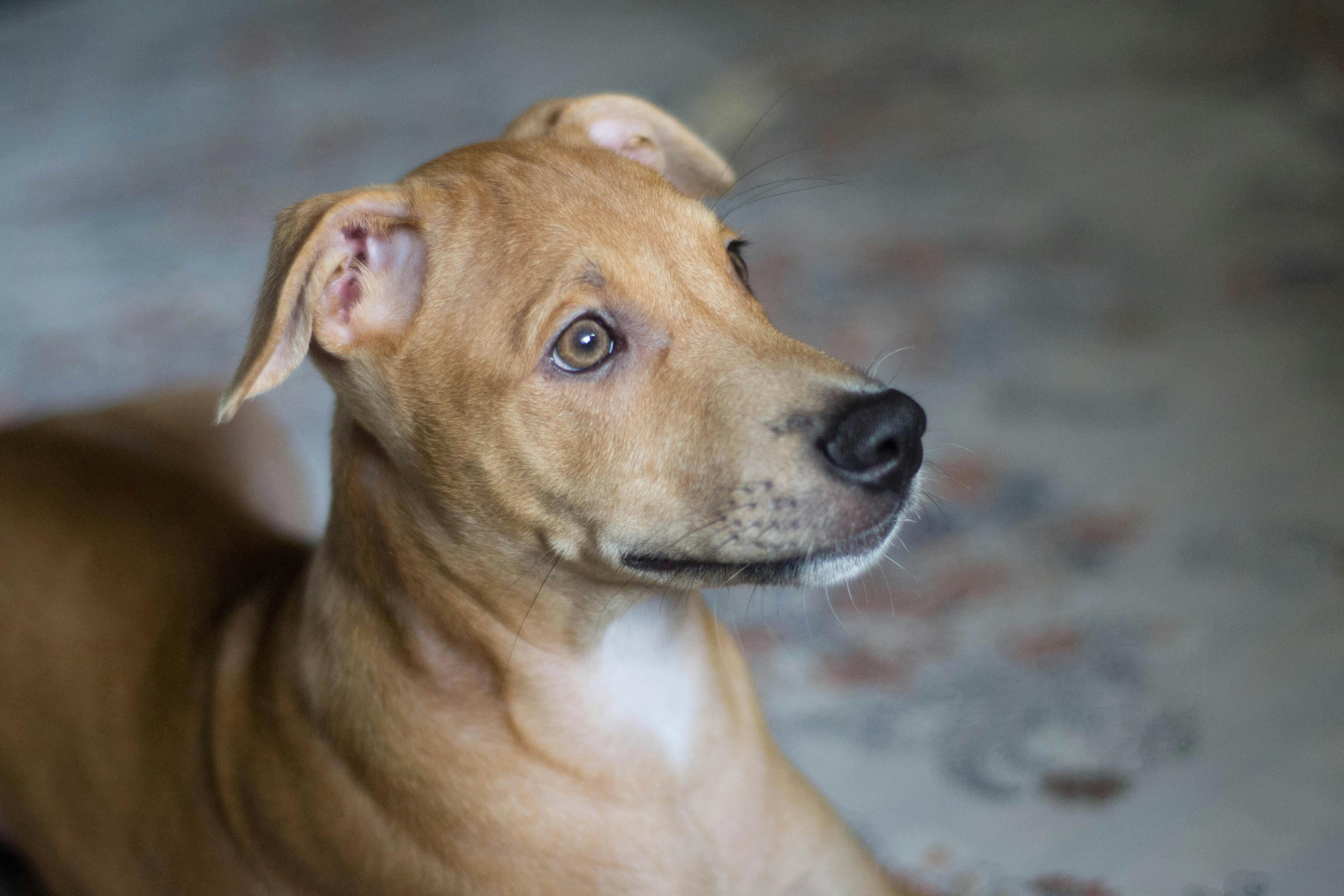 Free stock photo of dog, eyes, worried