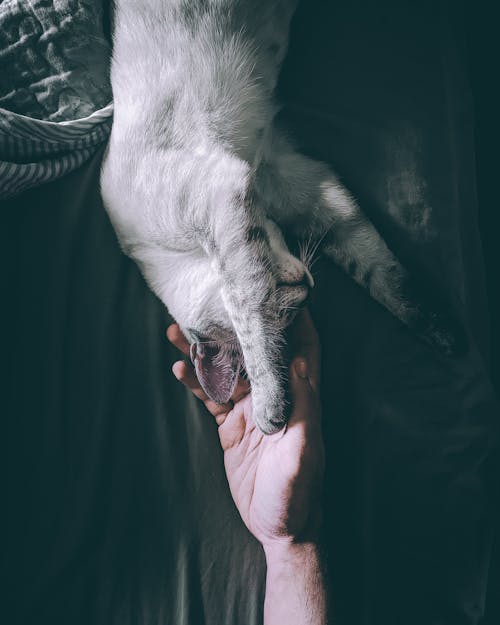 A Person Petting a Cat