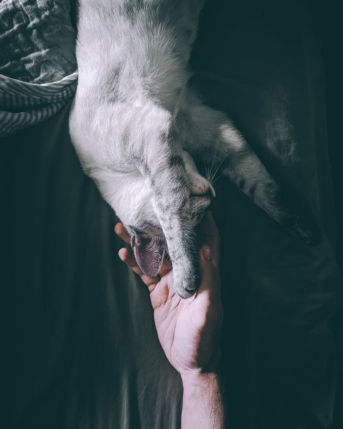 Free A touching moment between a person's hand and a resting white cat, capturing peaceful connection. Stock Photo