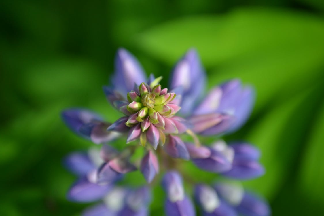 Fokusfotografie Der Lila Blütenblattblume