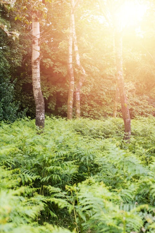 Fotobanka s bezplatnými fotkami na tému divý, iPhone, ľahký