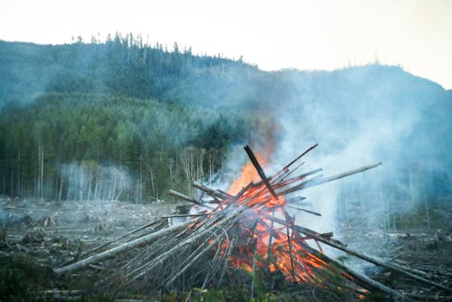 Foto profissional grátis de ardente, árvores, chama