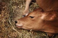 一头安静的小牛睡在干草上，展现了乡村农场生活和牲畜的宁静