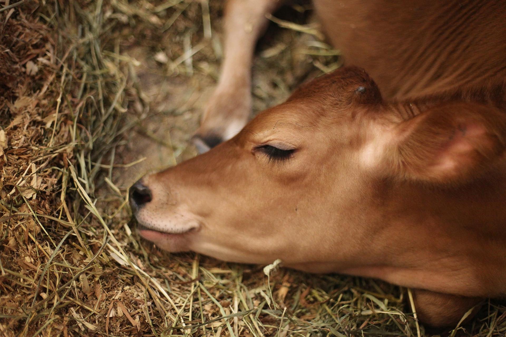 Cattle on the Green Grass