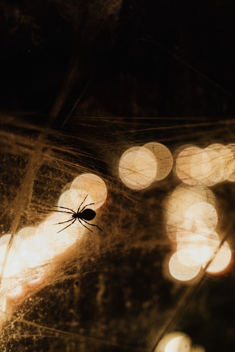 Silhouette Of A Spider