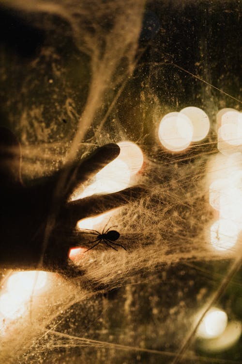 Spooky Photo of Human Hand and Spider on Web Back Lit