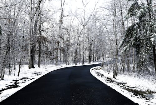 Asphalt Road between Frosty Trees in Winter 