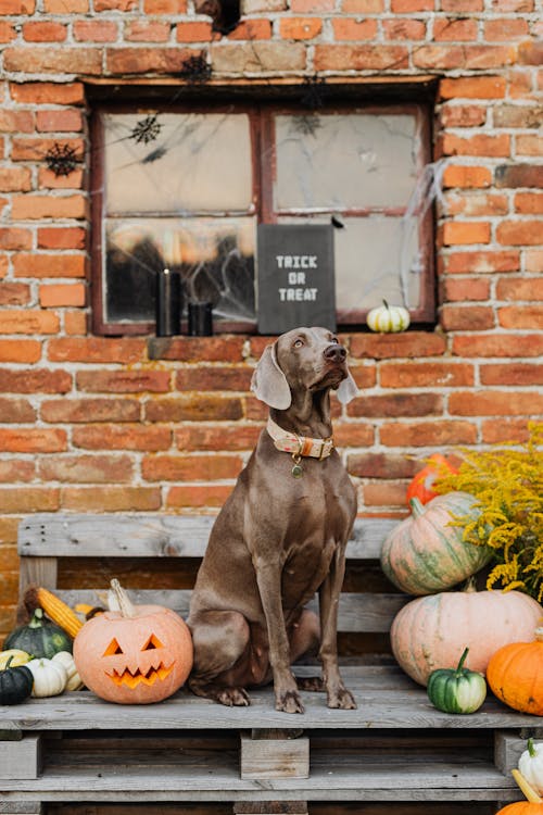 Free Brown Short Coat Large Dog Sitting on Floor Beside Jack O Lantern and Jack O Lantern Stock Photo