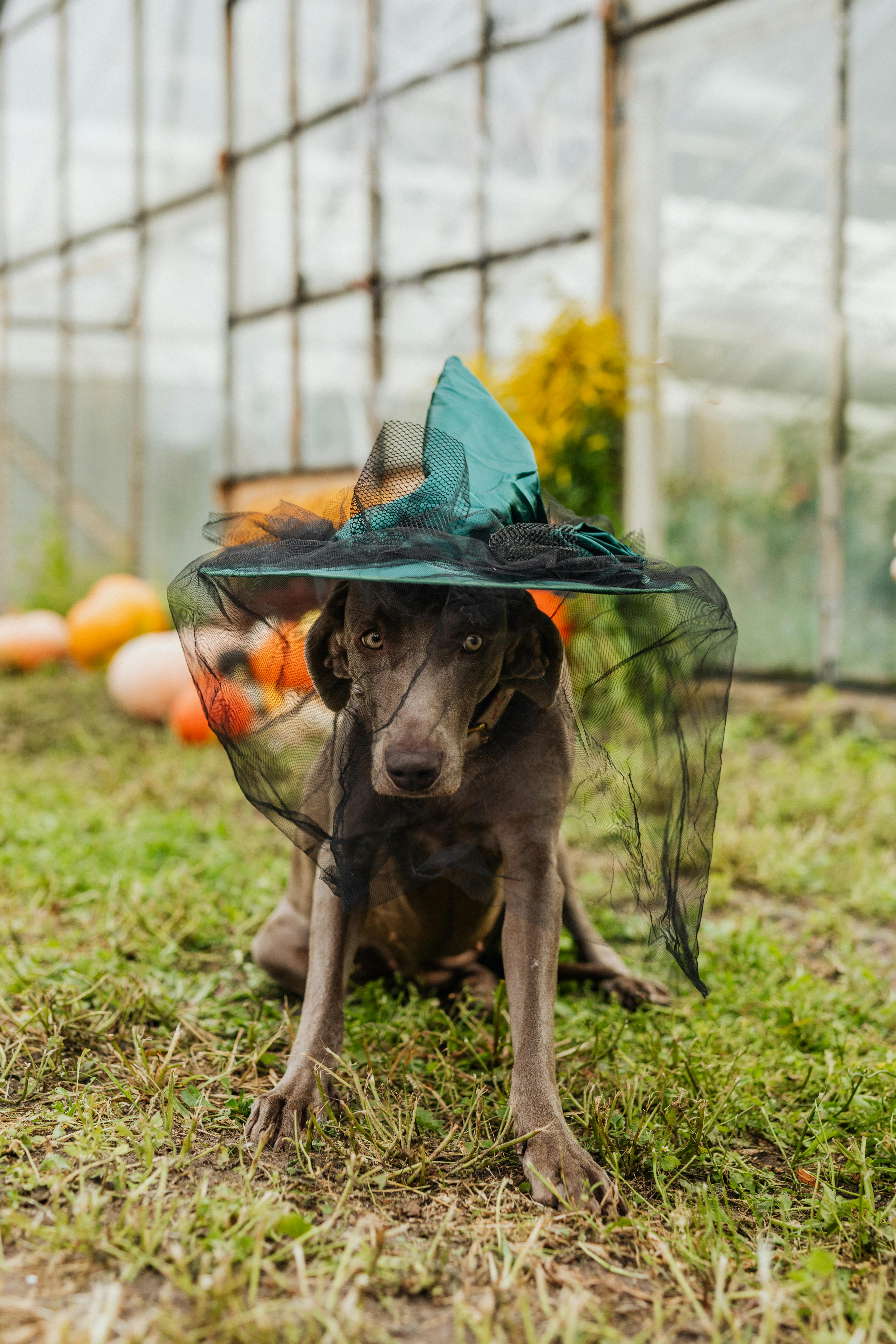 dog wearing a witch hat