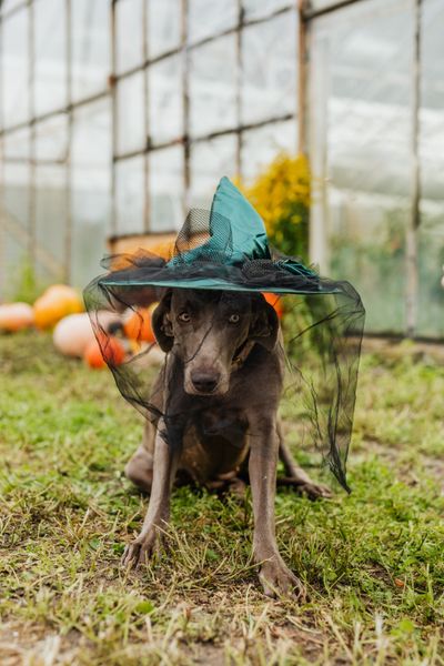 Dog wearing black witch hat for Halloween