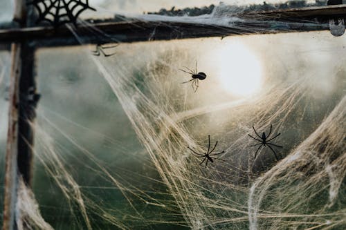 Free Spider on Web in Close Up Photography Stock Photo