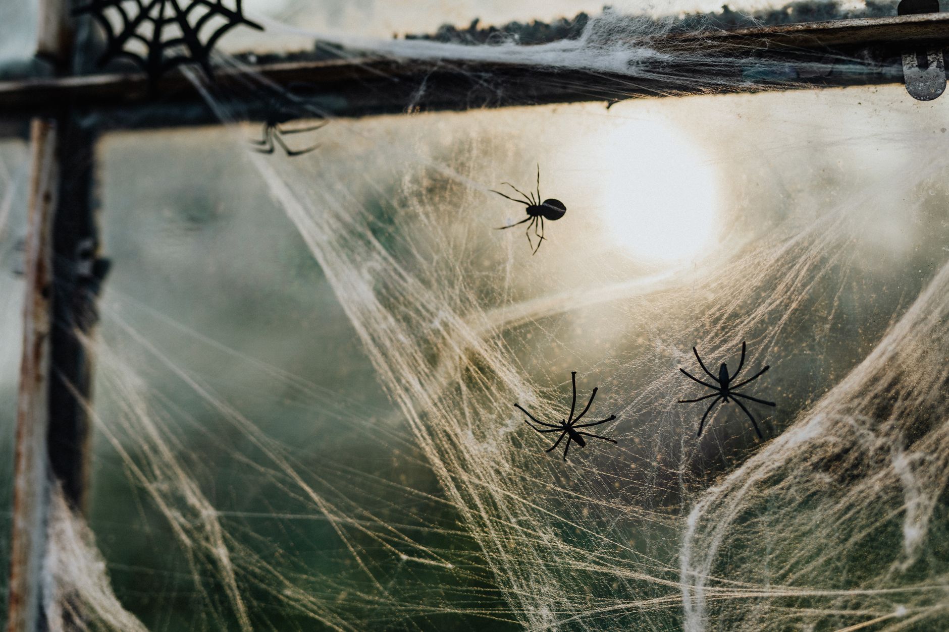 garden web home decorating conversations Close-up of spider webs and fake spiders on a window, perfect Halloween decoration.